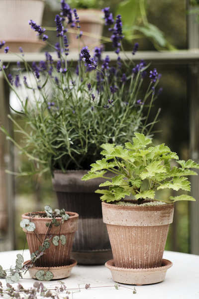 Simona kruka raw, flera storlekar - rose