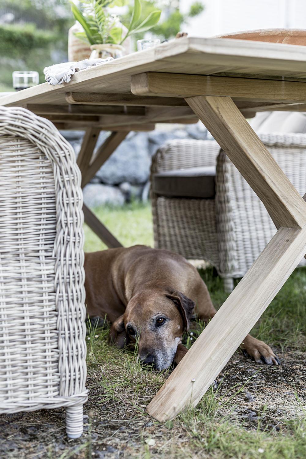 Hund vilar under en loungegrupp bestående av bord och stolar