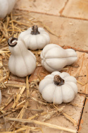 Dekorations pumpa mini
