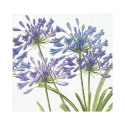 Agapanthus servetter, 20-pack