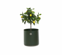 Grow odlingslåda liten - dark green/taupe