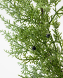 Pine krans - green